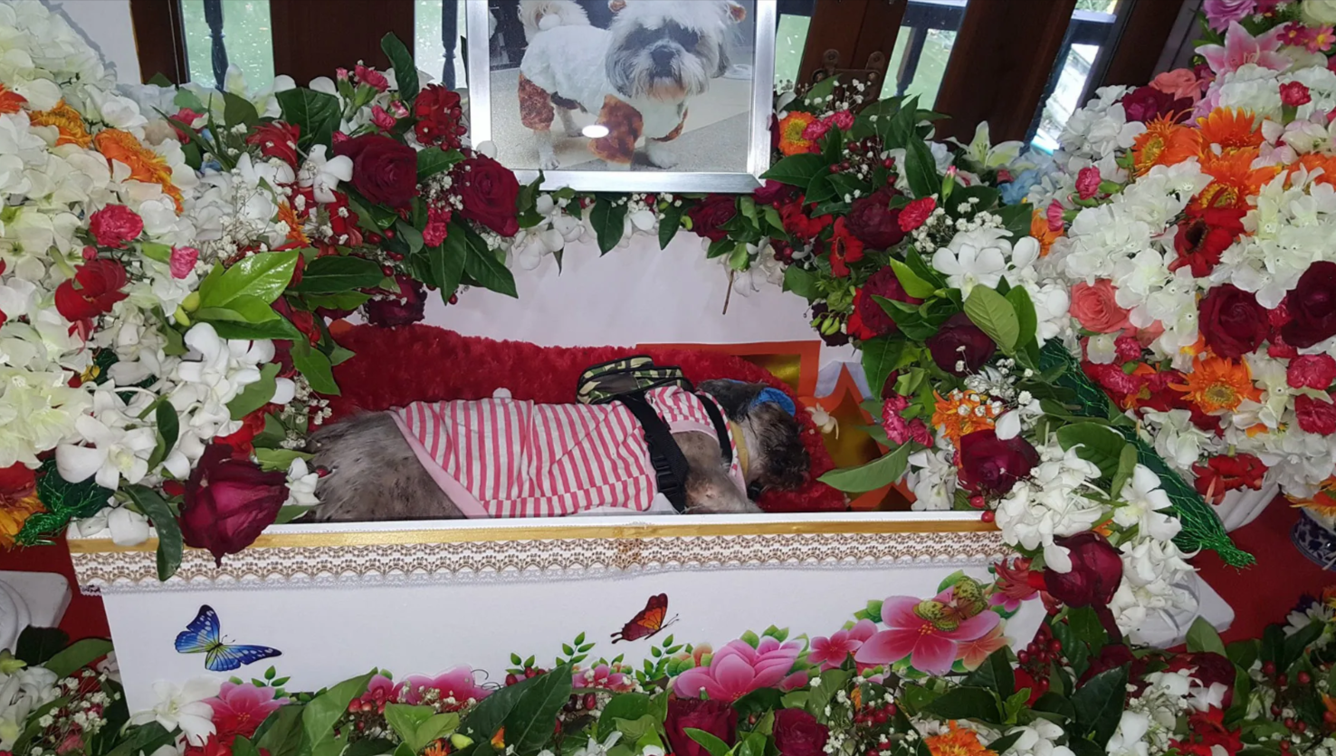 Pet Funeral Traditions Across Cultures