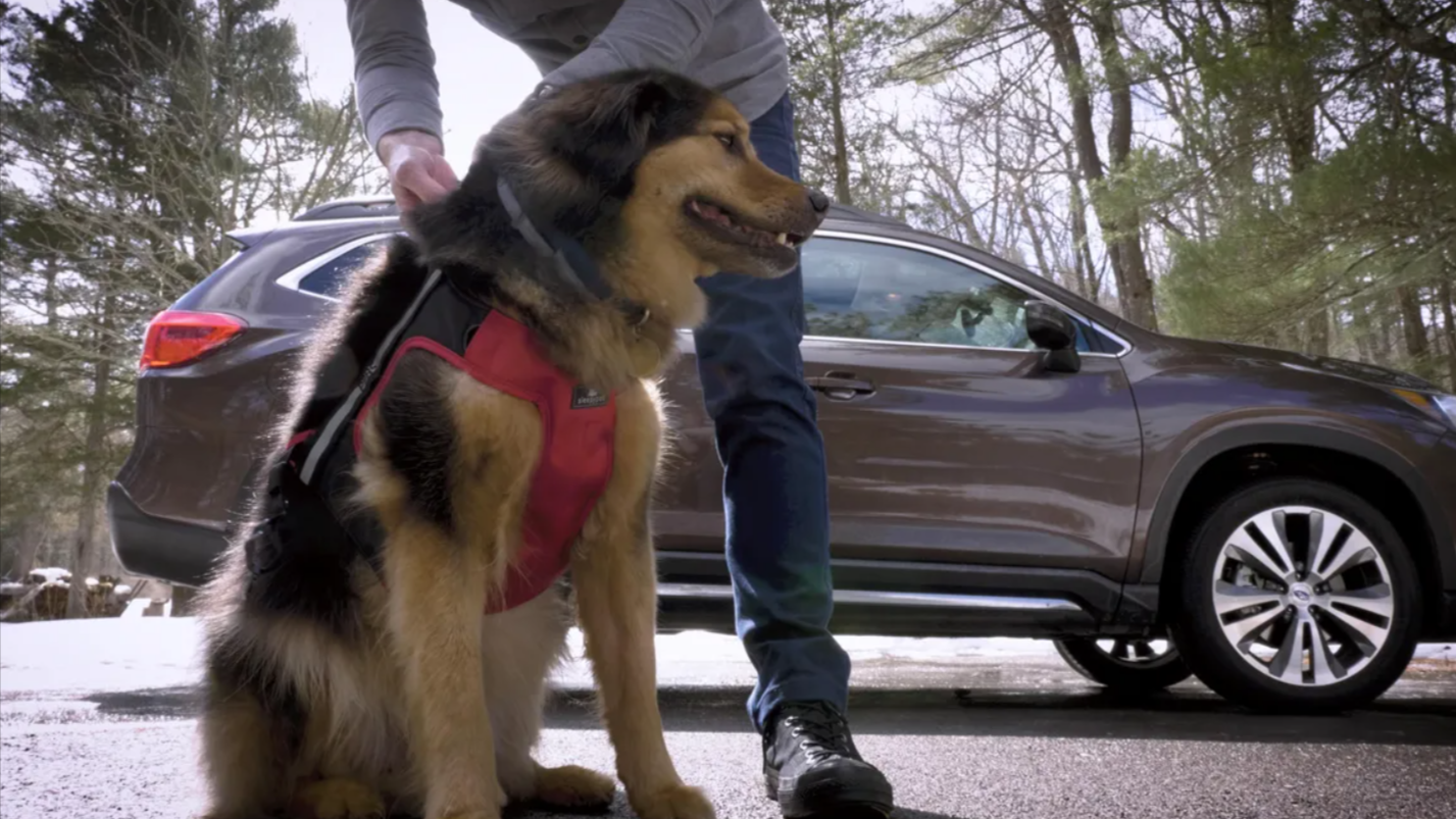 The Science of Why Some Pets Love Car Rides and Others Hate Them