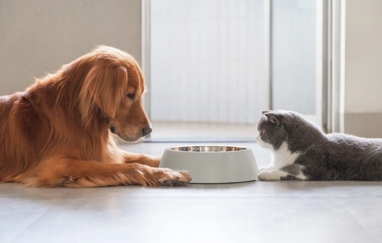 The Role of Taste Buds in Pet Food Preferences