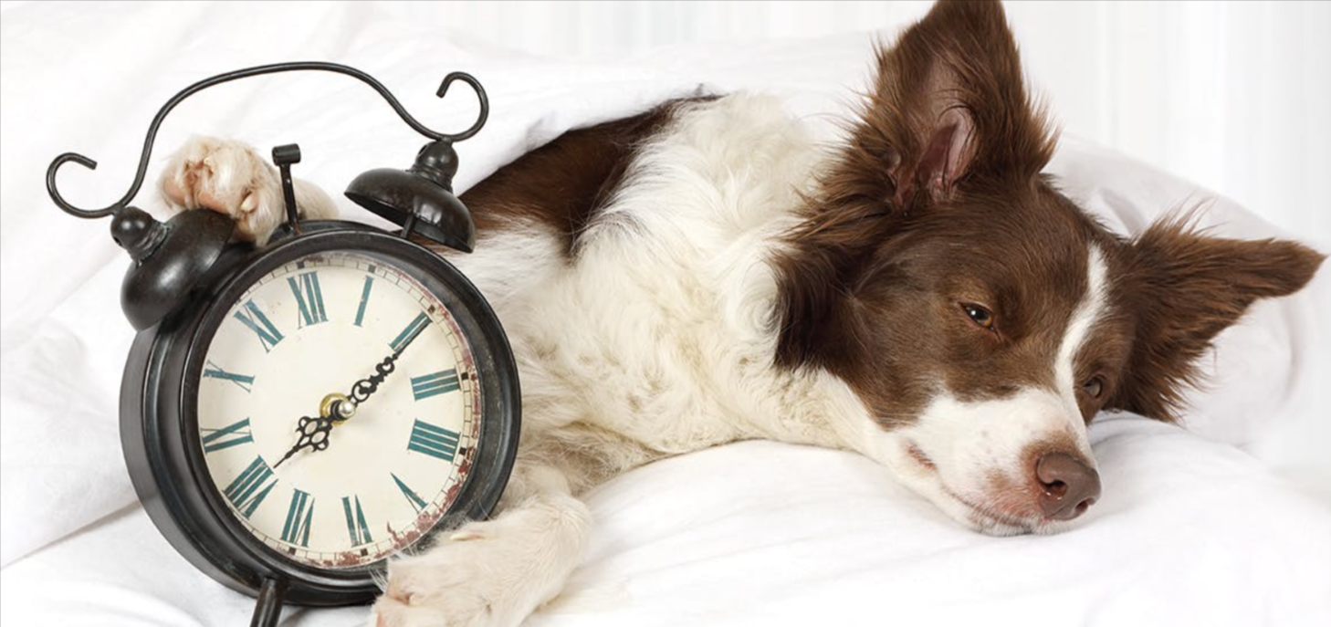 Do Pets Have a Concept of Time?